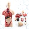 Torso Humano Cuerpo Anatómico Médico Órganos Internos 28 Cm